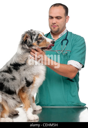 Tierarzt untersucht einen Australian Shepherd vor weißem Hintergrund Stockfoto
