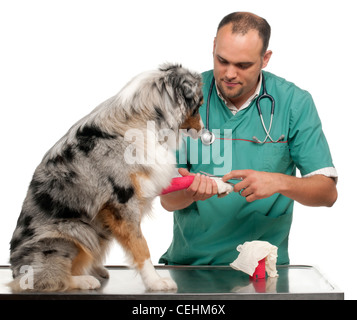 Tierarzt wickeln einen Verband um einen Australian Shepherd Pfote vor weißem Hintergrund Stockfoto