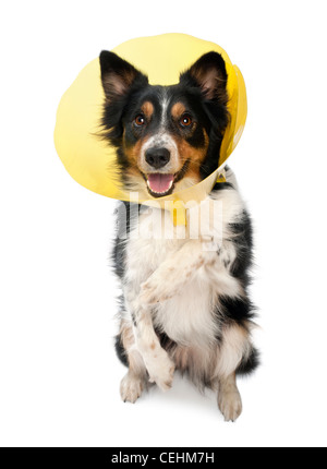 Border Collie ein Raum Halsband vor weißem Hintergrund Stockfoto