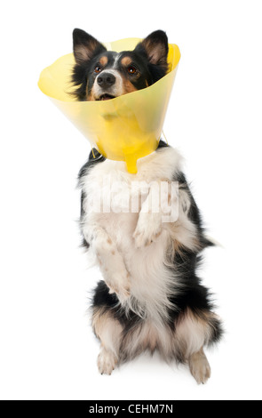 Border Collie ein Raum Halsband vor weißem Hintergrund Stockfoto