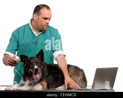 Tierarzt untersucht eine Border-Collie mit einem digitalen Otoskop vor weißem Hintergrund Stockfoto