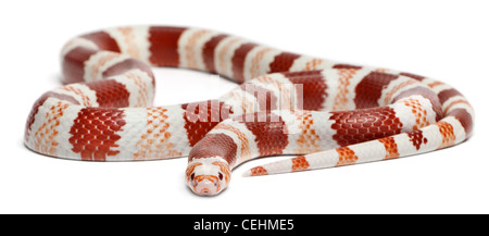 Menschen mit Albinismus Mandarine honduranischen Milch Schlange, Lampropeltis Triangulum Hondurensis, vor weißem Hintergrund Stockfoto