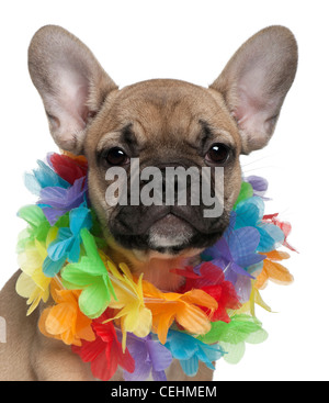 Französische Bulldogge Welpen, 3 Monate alt, trägt eine hawaiianische Lei vor weißem Hintergrund Stockfoto