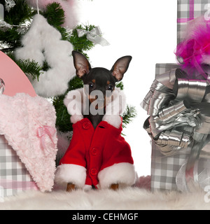 Chihuahua Welpen, 4 Monate alt, sitzen mit Weihnachtsgeschenken vor weißem Hintergrund Stockfoto