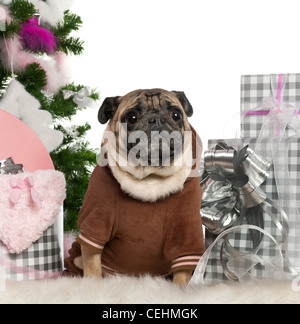 Mops, 6 Jahre alt, sitzt mit Weihnachtsbaum und Geschenke vor weißem Hintergrund Stockfoto