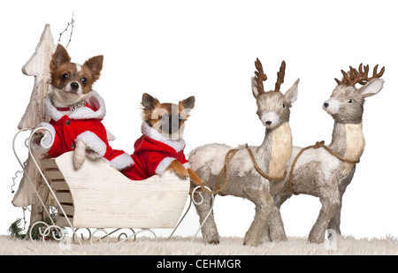 Chihuahuas, Schlittenfahrten 2 Jahre und 3 Monate alt, an Weihnachten vor weißem Hintergrund Stockfoto