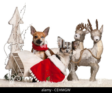 Chihuahuas, 1 Jahr alt, im Schlitten vor weißem Hintergrund Stockfoto