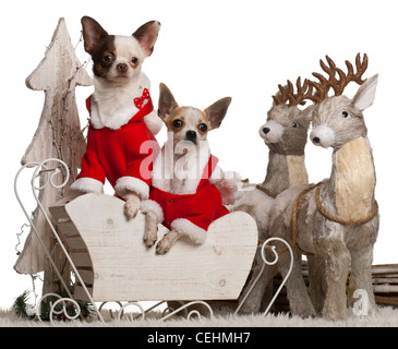Chihuahuas, 1 Jahr alt, im Schlitten vor weißem Hintergrund Stockfoto