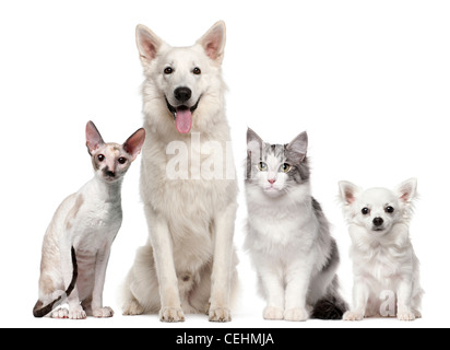 Gruppe von Hunden und Katzen sitzen vor weißem Hintergrund Stockfoto