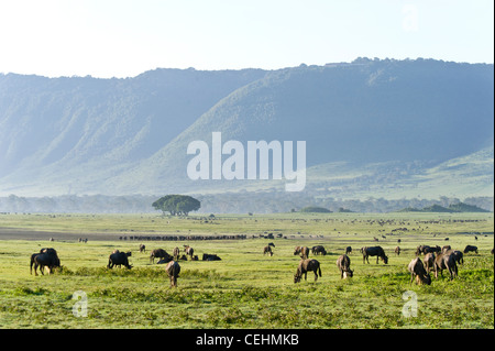 Blaue Gnus Connochaetes Taurinus in Ngorongoro Krater Tansania Stockfoto