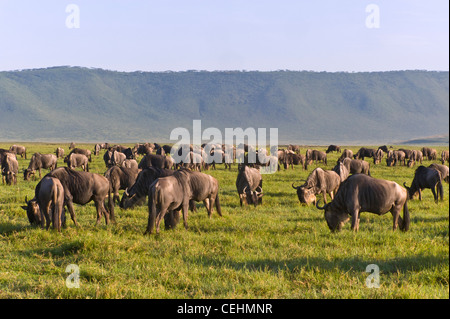 Blaue Gnus Connochaetes Taurinus Migration in der Ngorongoro-Krater-Tansania Stockfoto