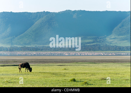 Einzelne blaue Gnus Connochaetes Taurinus Beweidung in der Ngorongoro-Krater-Tansania Stockfoto