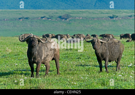 Afrikanischer Büffel (Syncerus Caffer), Ngorongoro-Krater-Tansania Stockfoto