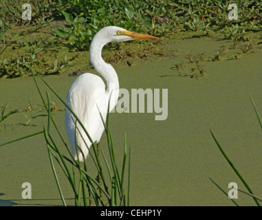 ein Vogel namens "Seidenreiher" in Uganda (Afrika) im sonnigen Ambiente Stockfoto