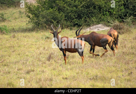 einige Kudus in der Savanne in Uganda (Afrika) Stockfoto
