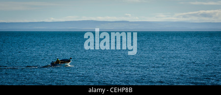 Ein einsamer Hummer Fischer auf seinem Weg, seine Gatter im Cromarty Firth in der Nähe von Balintore zu überprüfen Stockfoto