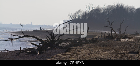 Die Skelettreste von toten Bäumen, die Opfer von Küstenerosion, im Sand am Strand von Benacre in Suffolk, England Stockfoto