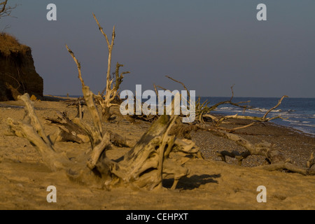 Die Skelettreste von toten Bäumen, die Opfer von Küstenerosion, im Sand am Strand von Benacre in Suffolk, England Stockfoto