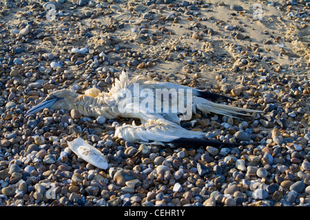 Tot Basstölpel (Morus Bassanus) liegt am Strand von Benacre, Suffolk, England, gewaschen Stockfoto