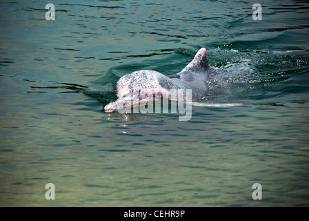 seltenen rosa Delphin im Wasser in der Nähe von Singapur Stockfoto