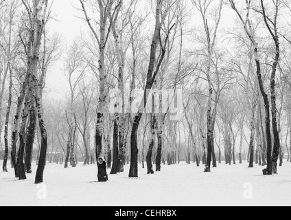 Silber Birken auf schneebedeckten Boden, Zagreb, Kroatien Stockfoto