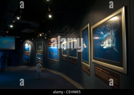 Two Oceans Aquarium, Victoria und Alfred Waterfront, Cape Town, Western Cape Province Stockfoto