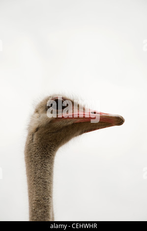 Strauße im Ostrich Farm, Oudtshoorn, Oudtshoorn, Provinz Westkap Stockfoto