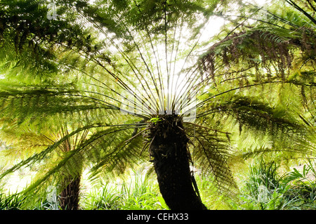 Riesiger Cycad, Kirstenbosch National Botanical Gardens, Cape Town, Western Cape Province Stockfoto