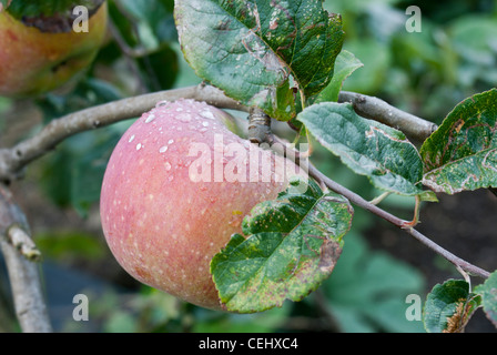 Sonnenuntergang Englisch Essen Apfel Stockfoto