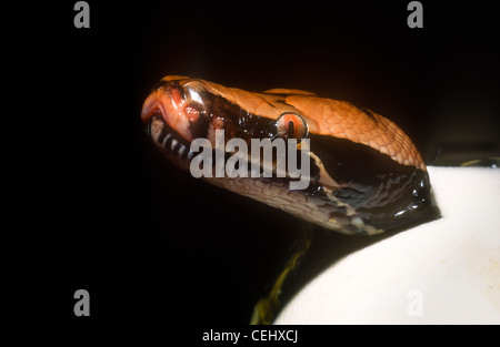 Borneo Blutpython, Python Breitensteini, auch bekannt als Python Curtus Breitensteini, aus seinem Ei schlüpfen Stockfoto