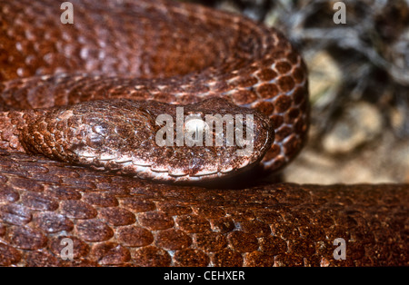 Milos Viper, Macrovipera Schweizeri, Insel Milos, Griechenland.  Rote oder rötliche Form. Stockfoto