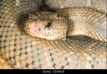 Insel Aruba-Klapperschlange, Crotalus unicolor Stockfoto