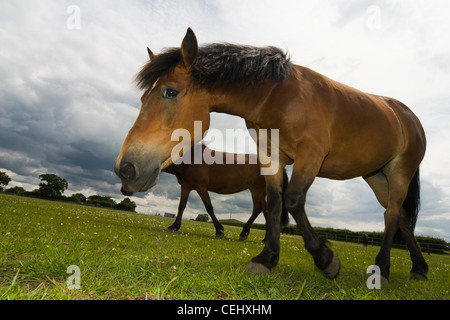 Pferde, die zu Fuß in der Wiese Stockfoto