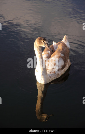 Eine junge Cygnet am Fluss Avon, spiegelt sich in der dunklen Jahreszeit Wasser. Gefieder nicht entwickelt Stockfoto