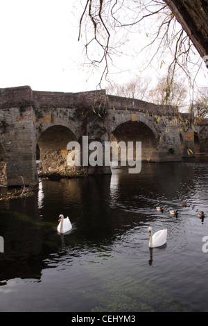 Schwan durch die alte Brücke der Fluss Avon Bilovec, Worcestershire, Teile bis 1413 zurückreicht. Gezeichnet von einem Bürgerkrieg Schlacht Stockfoto