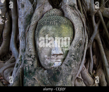 Den Kopf aus dem Sand Stein Buddha-Bild Stockfoto