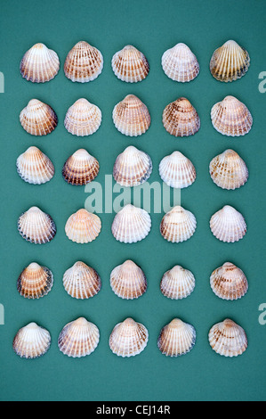 Cardita Muschelschalen auf Cyan Hintergrund Stockfoto