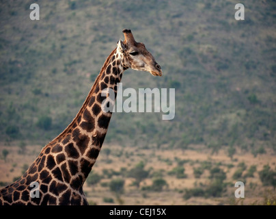 Giraffe, Bakubang Safari Lodge, Pilanesberg Game Reserve, North West Province Stockfoto