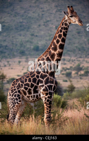 Giraffe, Bakubang Safari Lodge, Pilanesberg Game Reserve, North West Province Stockfoto