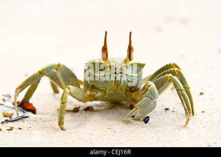 Bild einer Ghost-Krabbe (Ocypode Cerathopthalma) auf La Digue Island, Seychellen. Stockfoto