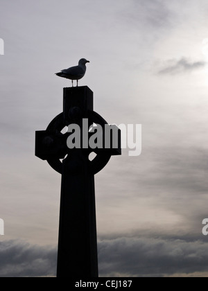 Möwe auf Celtic Cross, Schottland Stockfoto