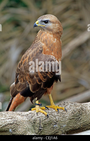 Steppe Mäusebussard (Buteo vulpinus) in der Welt der Vögel, houtbay, Kapstadt. Stockfoto