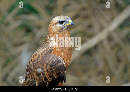 Steppe Mäusebussard (Buteo vulpinus) in der Welt der Vögel, houtbay, Kapstadt. Stockfoto