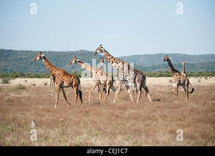 Herde von Giraffe, Madikwe Game Lodge, North West Province, North West Province Stockfoto