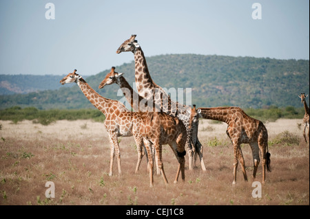 Herde von Giraffe, Madikwe Game Lodge, North West Province, North West Province Stockfoto