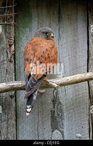 Rock Turmfalke (Falco rupicolus) in der Welt der Vögel, Hout Bay, Kapstadt. Stockfoto