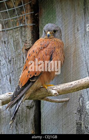 Rock Turmfalke (Falco rupicolus) in der Welt der Vögel, houtbay, Kapstadt. Stockfoto