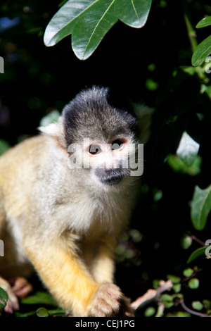 Eine schwarze begrenzt bolivianische Totenkopfaffen im Londoner Zoo, London, UK. Stockfoto