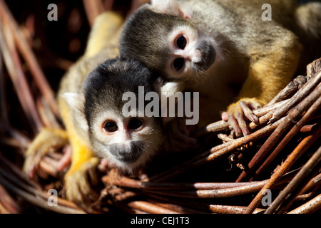 Schwarz begrenzt bolivianische Totenkopfaffen im Londoner Zoo, London, UK. Stockfoto