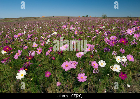 Bereich des Kosmos. Clocolan, freien Staat Ostprovinz Stockfoto